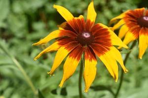 Captivating Black Eyed Susan Blossoming in Nature photo