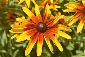 Beautiful Black Eyed Susan Daisy in the Spring photo