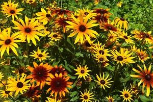 Scenic Close Up View of Beautiful Black Eyed Susans photo