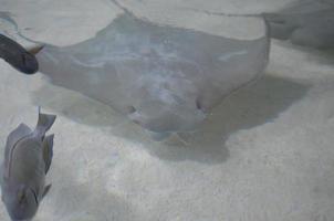 Solid Gray Stingray Swimming Along the Ocean Floor photo