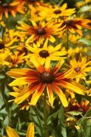 Lovely Abundance of Black Eyed Susans In Nature photo