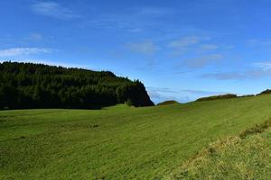 Evergreen Trees Lining a Hill in Sete Cidades photo