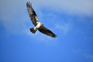 magnífico águila pescadora con alas extendidas en vuelo foto