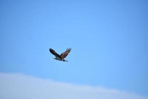 águila pescadora volando sobre una nube en el cielo foto