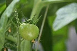 Close Up of a Large Green Tomato photo