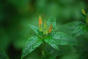 Primrose Buds in a Garden with Water Drops on the Leaves photo