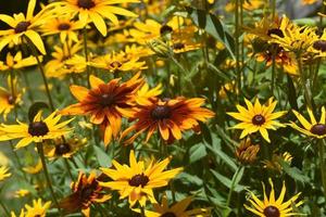 Marvelous Close Up of Black Eyed Susan Daisies photo