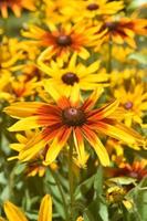 Lovely Yellow and Brown Black Eyed Susans photo