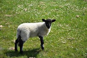 lindo cordero suffolk de cara negra en un campo foto