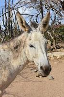 mirando a la cara de un burro salvaje blanco foto