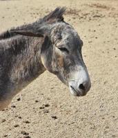 Profile of an Angry Dark Gray Donkey photo