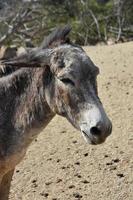 Wild Donkey with a Mohawk in Aruba photo