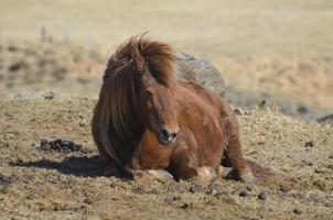 Resting Roan Icelandic Horse photo