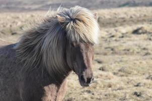 caballo islandés de cara dulce foto