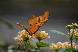 dos impresionantes mariposas fritillary del golfo naranja en la naturaleza foto