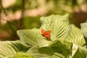 Orange Julia butterfly in the bright sunlight photo