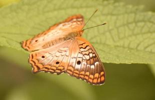 Wonderful Pattern on the Wings of a Queen Butterfly photo