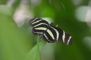 hermosa mariposa cebra en blanco y negro en primavera foto