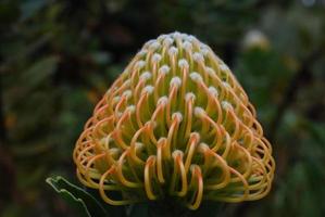 increíble flor de protea tropical en ciernes a punto de florecer foto