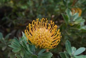 hermosa flor de protea amarilla floreciente en hawaii foto