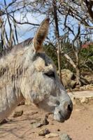 Side Profile of a Provence Donkey in Aruba photo