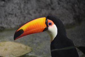 Adorable toucan bird with a bright orange and yellow beak photo