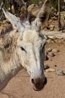 White Wild Donkey's Face in Aruba Sanctuary photo