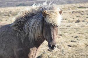 hermoso caballo islandés con una melena gruesa foto