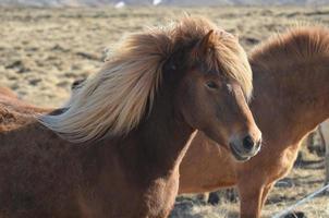 Beautiful Icelandic Horses at the Fence Line photo