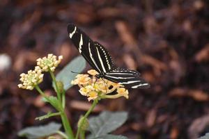 Beautiful Close Up of a Zebra Butterfly in the Spring photo