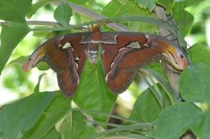 Amazing Orange Atlas Moth in the Great Outdoors photo