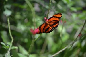 exquisita diminuta mariposa tigre de roble en la naturaleza foto