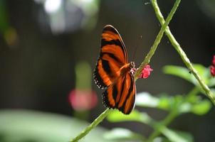 Stunning Little Orange Oak Tiger Butterfly in Nature photo