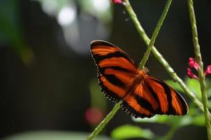 Beautiful Spread Out Oak Tiger Butterfly Around Pink Flowers photo