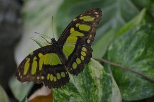 Beautiful Black and Green Malachite Butterfly in the Spring photo