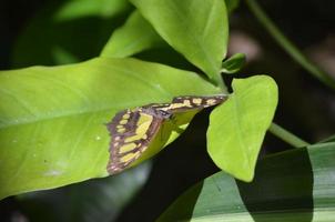 Beautiful Spread Wings on a Malachite Butterfly photo