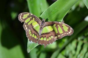 Beautiful Tropical Malachite Butterfly in the Sun photo