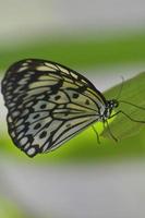 Beautiful Paper Kite Butterfly on a Green Leaf photo