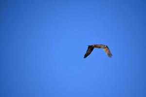 Raptor with Wings Folded in Flight in a Blue Sky photo