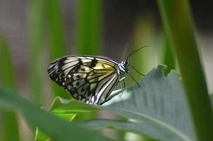 Close Up Look at a Paper Kite butterfly on Foliage photo