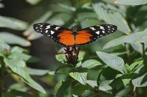 Wings Spread Open on a Zuleika Butterfly on a Leaf photo