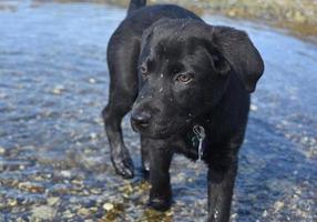 Black Lab Puppy Dog with Mud on His Nose photo