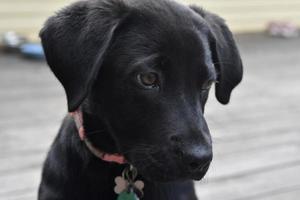 Sweet Face of a Black Lab Puppy Dog photo