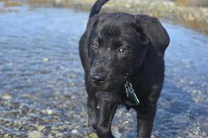 Mud Splashed on the Face of a Black Lab Puppy photo