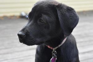 Profile Face of a Small Black Labrador Retriever Pup photo