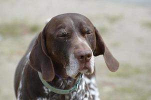 Sleepy German Shorthaired Pointer Dog photo