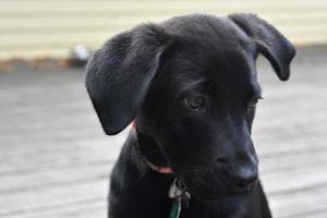 Adorable Face of a Black Lab Puppy Dog photo