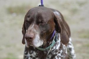 German Shorthaired Pointer Dog on a Leash photo