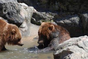 par de grizzlies marrones jugando en el borde de un río poco profundo foto