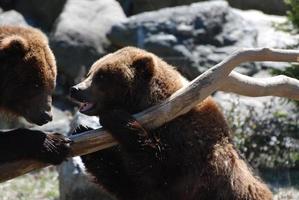 par de osos grizzly en un tronco caído foto